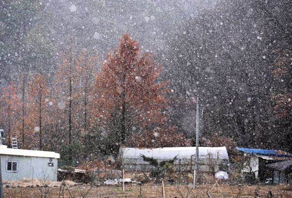 17일 전국에 강추위가 찾아오겠다. 사진은 경기도 용인시 이동읍에 눈이 내리고 있는 모습. /뉴시스