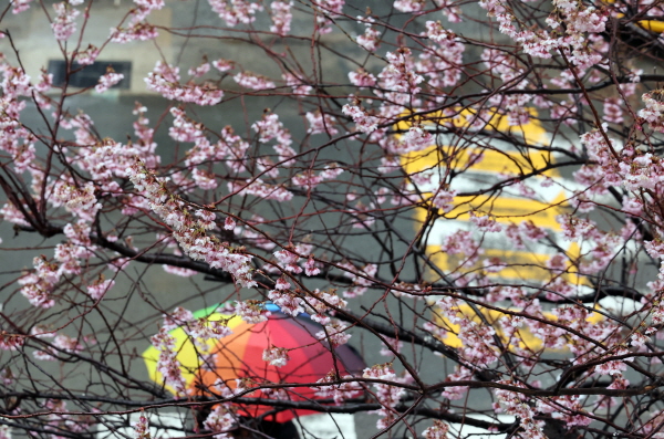 24일 서울 한낮 최고기온이 21도까지 오르며 포근한 봄날씨가 이어지겠다. 사진은 부산 수영구 부산배화학교 앞에서 활짝 핀 벚꽃. /뉴시스