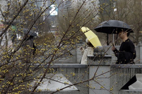 26일 전국에 비가 내리다 밤부터 차차 게이겠다. 사진은 서울시민들이 산수유가 핀 서울 중구 장통교를 걷고 있는 모습. /뉴시스