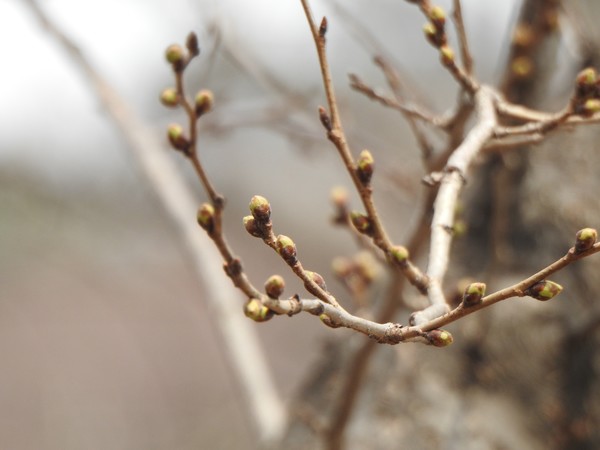 3월 22일 광주 왕벚나무(사진=경기도 제공)