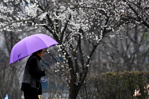 28일 전국에서 봄비가 내리겠다. 사진은 광주 서구 5·18기념공원에서 한 시민이 봄비가 내리자 우산을 쓴 채 매화 나무 주변을 걷고 있는 모습. /뉴시스