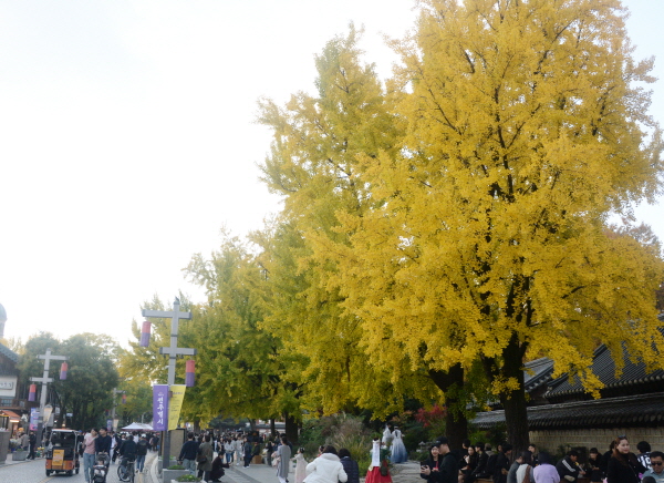 수능일인 13일 아침에는 다소 쌀쌀하겠으나 낮에는 기온이 올라 비교적 포근하겠다. 사진은 전북 전주시 전주한옥마을 경기전 앞 은행나무가 노랗게 물들어가고 있는 모습. /뉴시스