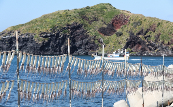 수능일인 13일 아침에는 다소 쌀쌀하겠으나 낮에는 기온이 올라 비교적 포근하겠다. 사진은 제주시 한경면 고산리 차귀도포구에서 오징어가 가을 햇살 아래서 건조되고 있는 모습. /뉴시스