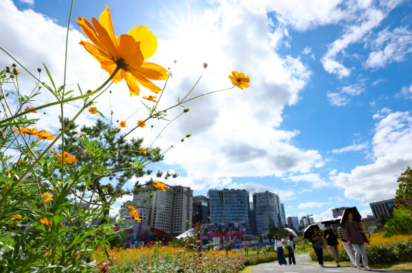 15일 맑고 일교차가 큰 늦가을 날씨가 이어지겠다. 사진은 서울 종로구 송현녹지광장을 찾은 시민들이 코스모스밭을 산책하고 있는 모습. /뉴시스