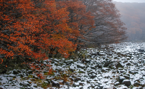 20일 가을 강추위가 한풀 꺾이겠다. 사진은 제주 한라산 계곡이 빨간 단풍과 흰눈이 대비를 이루며 이색 정취를 자아내고 있는 모습. /뉴시스