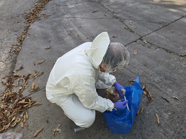 경기도, 퇴직 수의직 공무원 투입 사회재난형 가축전염병 예방/시료채취 현장(사진=경기도 제공)