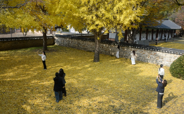 21일 아침 영하권 추위가 이어지겠지만 낮 기온은 10도 이상으로 오르며 비교적 포근한 날씨가 나타나겠다. 사진은 전북 전주시 전주향교를 찾은 시민들이 떨어진 낙엽을 배경으로 사진을 찍고 있는 모습. /뉴시스